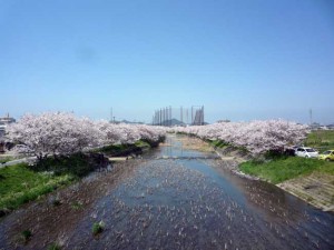 糸島桜１-09