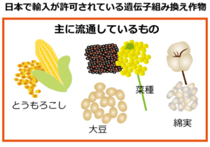 日本に輸入許可されているＧＭ作物